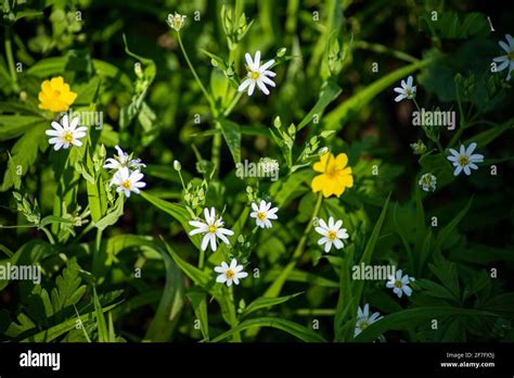  Yellow Flowers on the Green Grass: A Touching Nostalgia and the Vivid Colors of Childhood